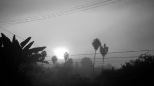 foggy palms