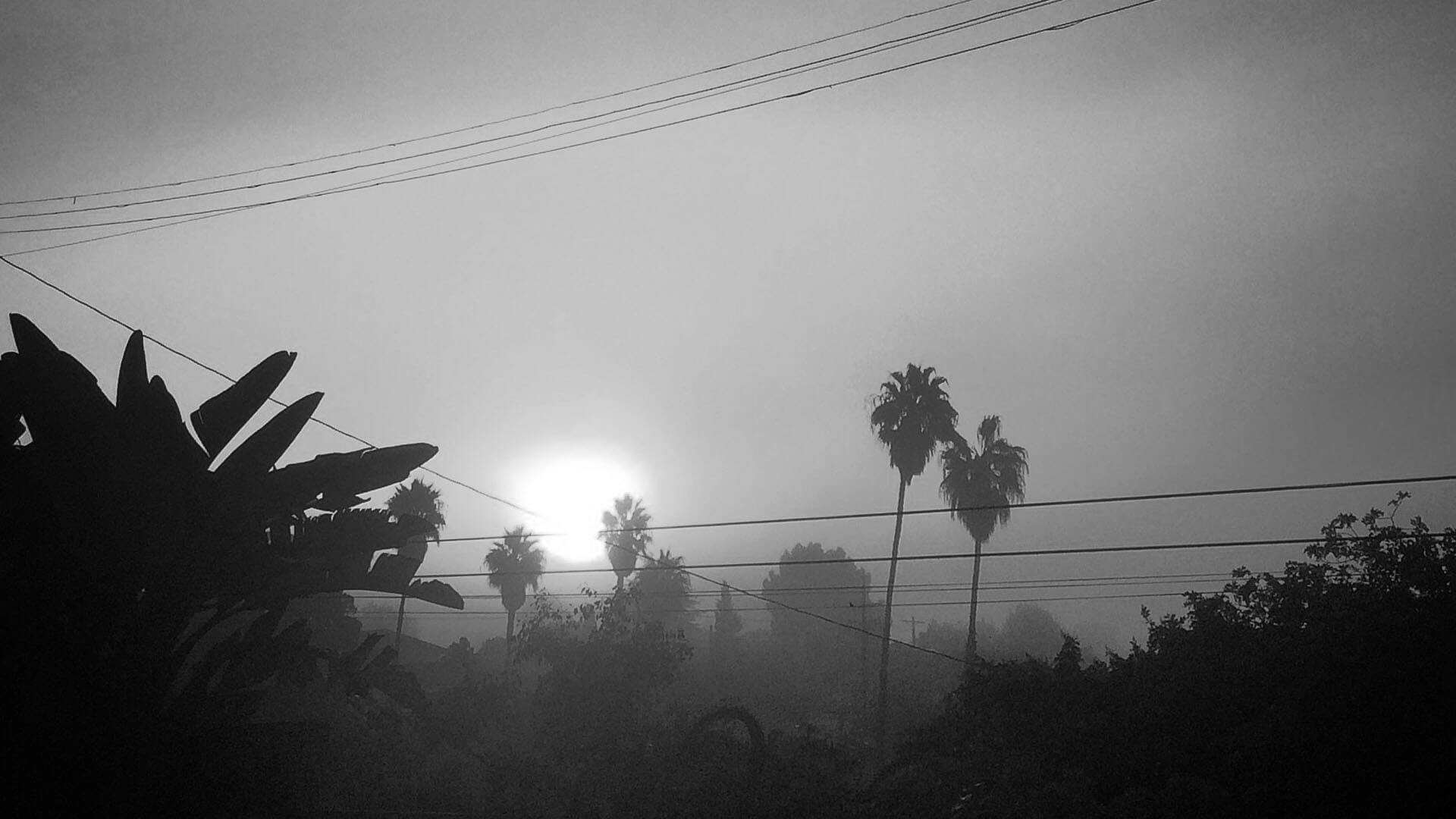 foggy palms